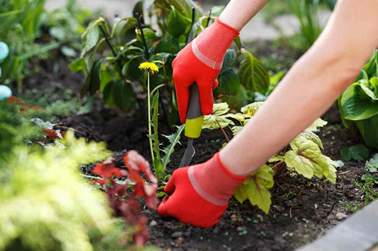 How to Control Weeds Naturally